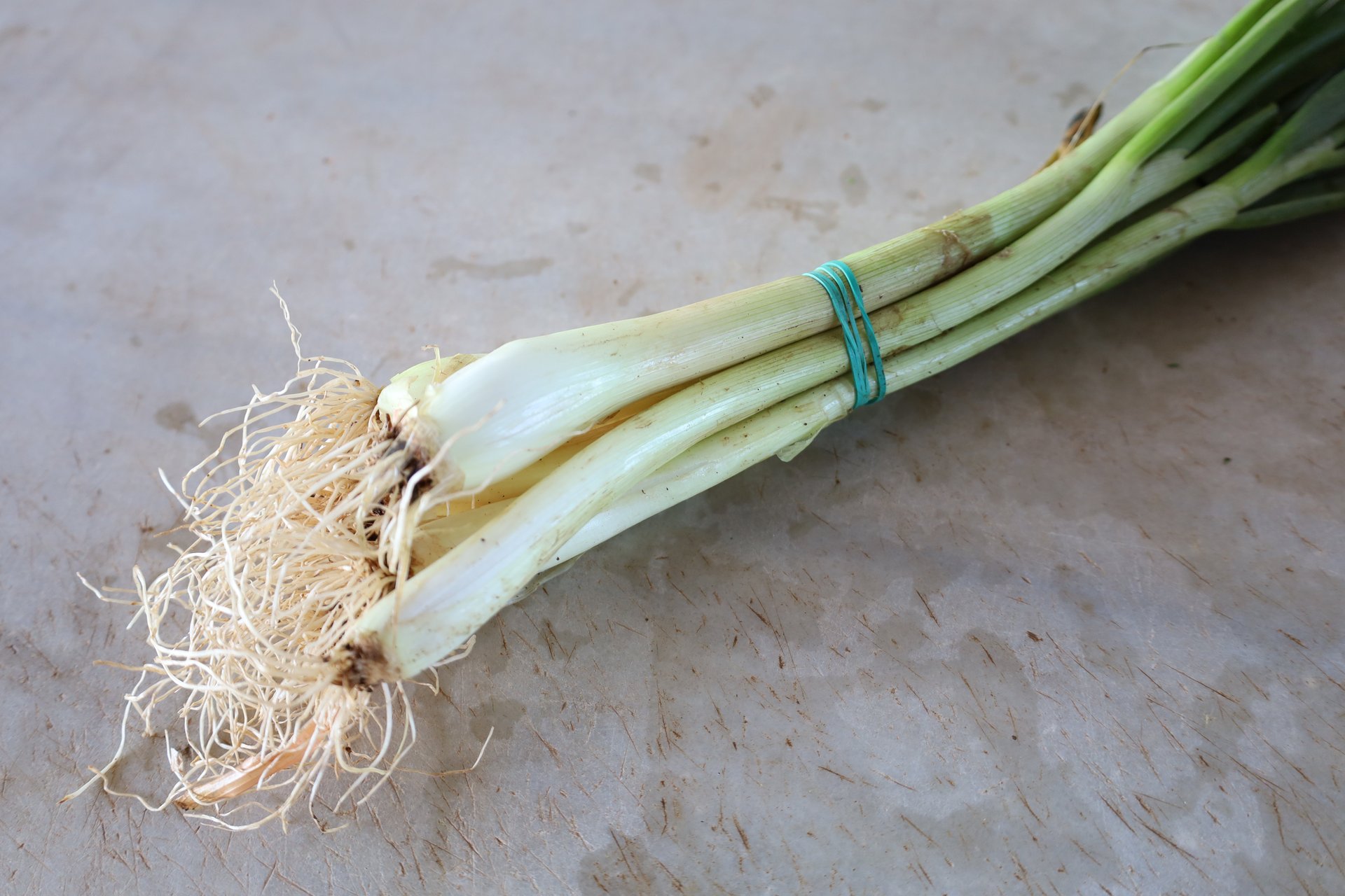 Ceba tendra - manat - Imatge 2