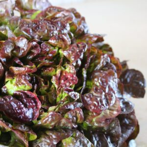 Enciam fulla roure vermella - ud
