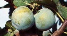 Pruna Clàudia groga - 500gr