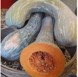 Carbassa Güernica