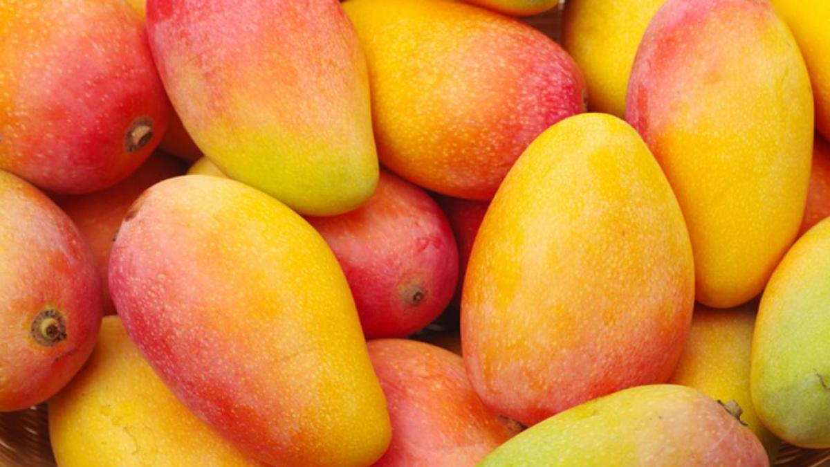 Mango - 400gr aprox.